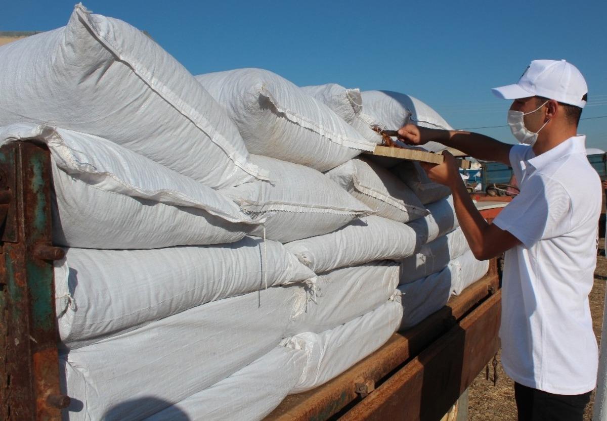 TMO Alaşehir&rsquo;de alım kontenjanını arttırdı