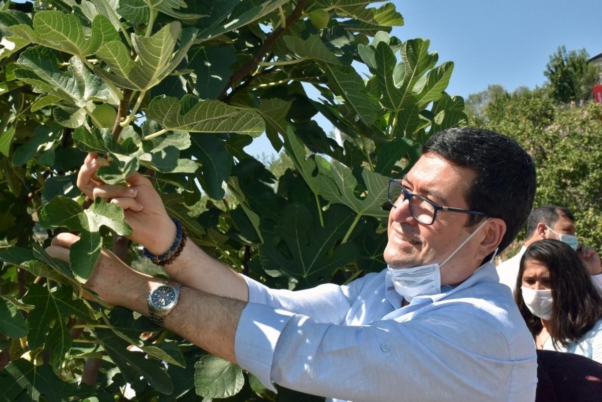 Dalaman&rsquo;da &lsquo;Kaya inciri&rsquo; hasadı