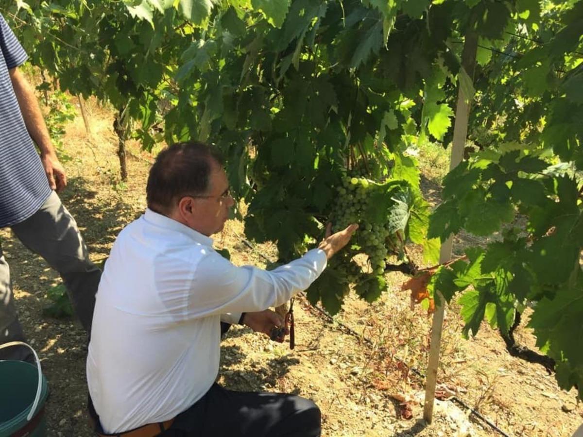 &Ccedil;avuş &uuml;z&uuml;m&uuml; hasadı devam ediyor