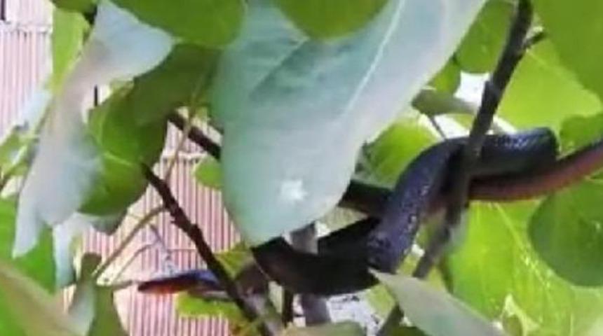 Evin bah&ccedil;esine giren yılanı itfaiye ekipleri &ccedil;ıkardı