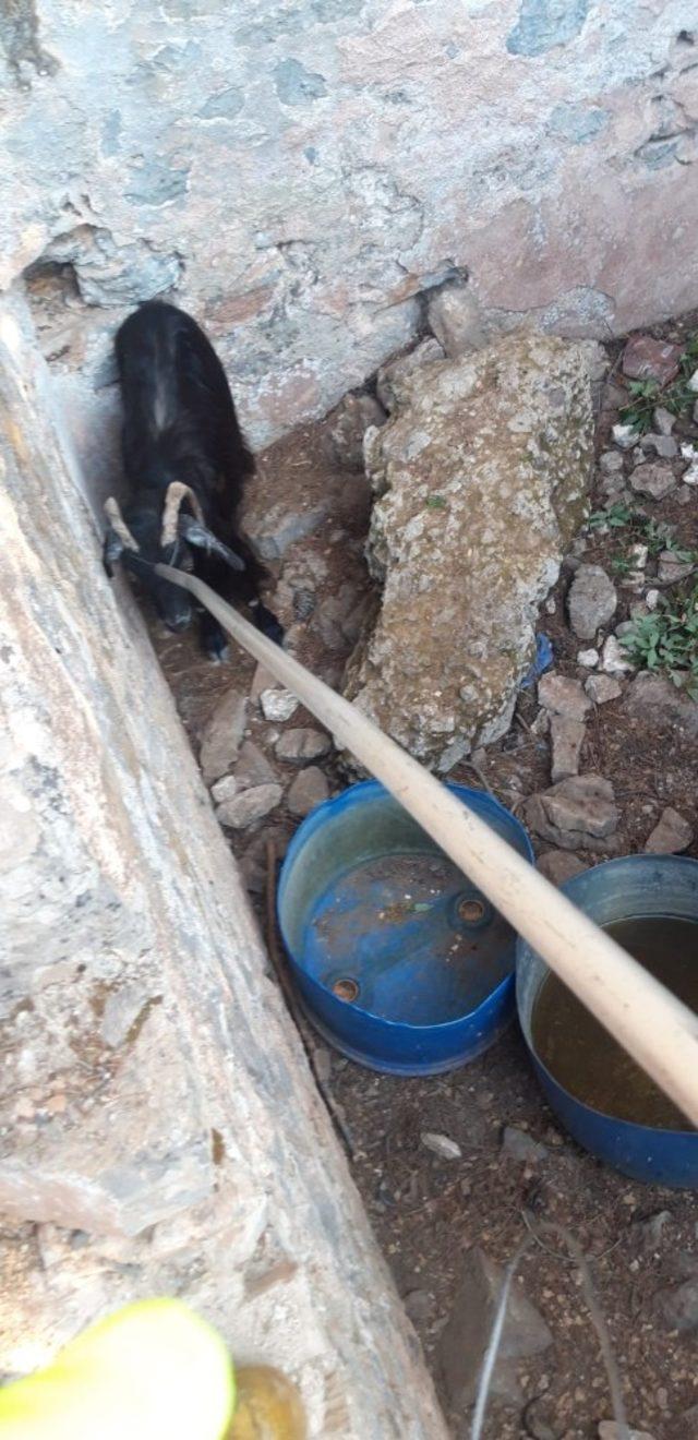 İtfaiye’den keçi kurtarma operasyonu