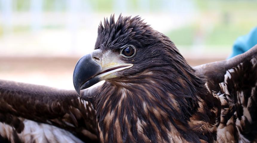 Türkiye'de nadir görülen ak kuyruklu kartal, tedaviye alındı