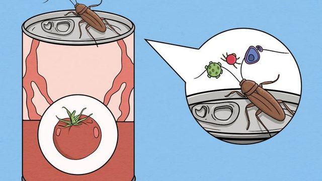 Hayvan dışkısı içiyor olabilirsiniz! Marketten aldığınız yiyecek ve içecek kutularını mutlaka temizleyin