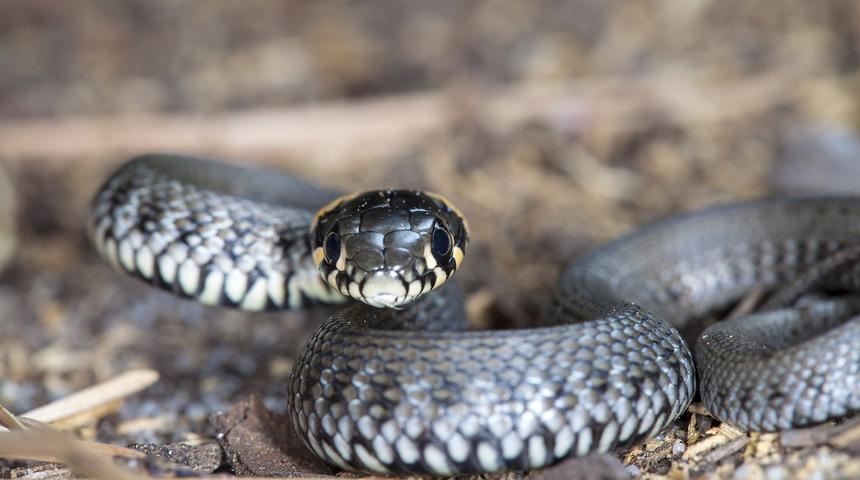 İlk yardımda doğru bilinen yanlışlara dikkat! Bunları yaparsanız...