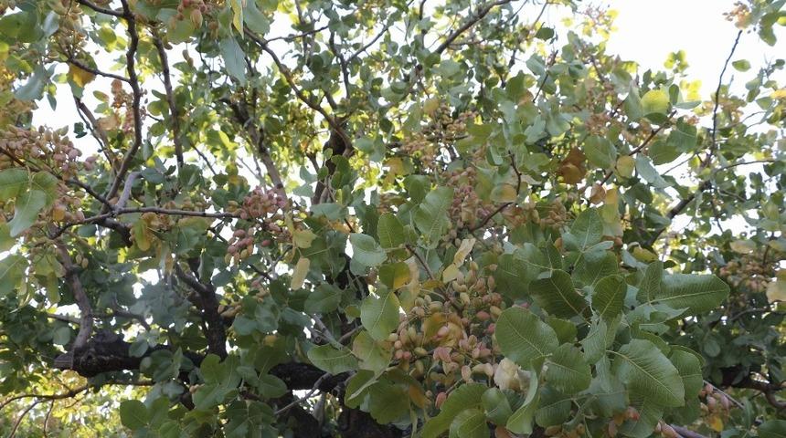 Siirt’te fıstık verimliliğinin arttırılması için 2 proje kabul edildi