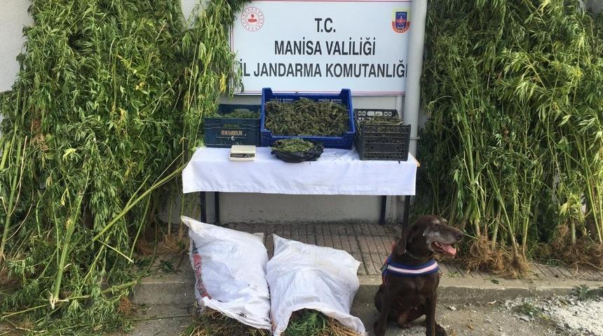 Manisa&rsquo;da 23 milyon liralık uyuşturucu ele ge&ccedil;irildi