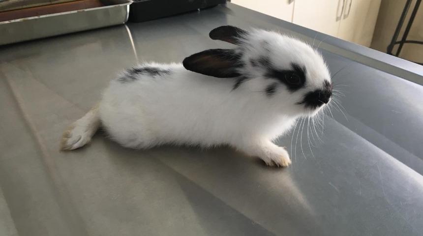 Ayağı kırılan tavşan tedavi altına alındı