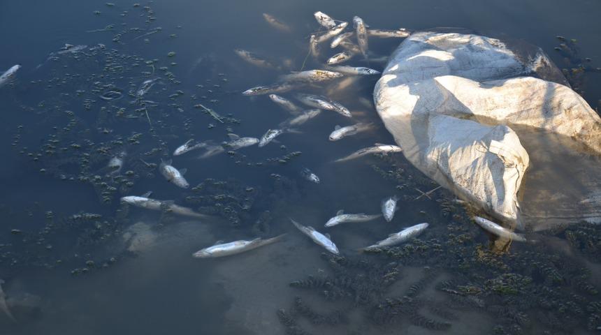 Binlercesi &ouml;l&uuml; bulundu! Kahreden tablo