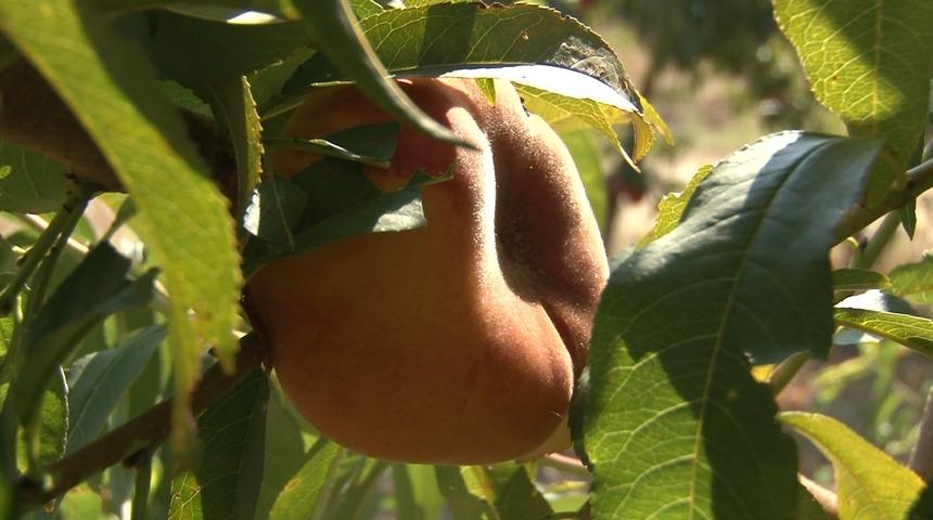 T&uuml;rkiye'de bir ilk! İspanya&rsquo;dan sonra Bursa&rsquo;da yetiştiriliyor