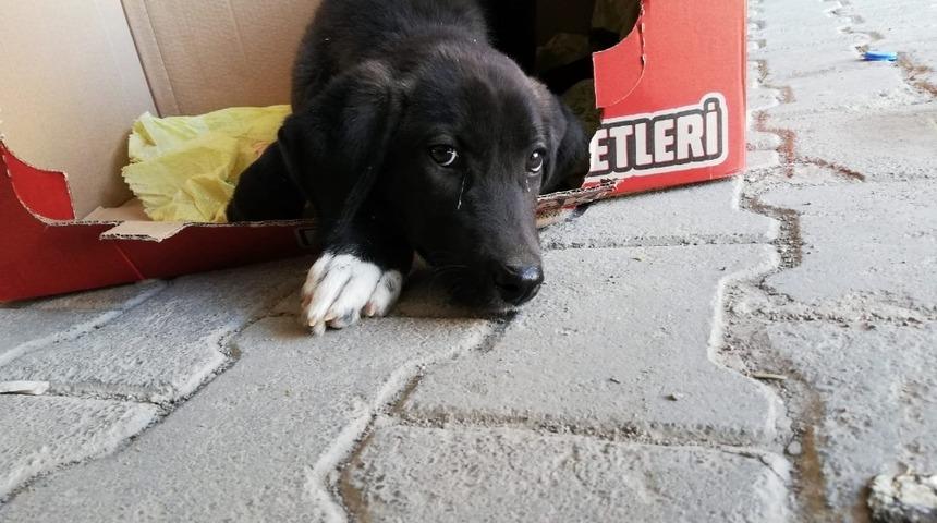 Yaralı k&ouml;pek belediye ekiplerince hayvan hastanesine yetiştirildi