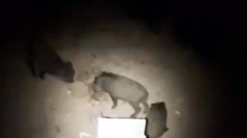 Osmaniye&rsquo;de k&ouml;y&uuml; domuzlar bastı