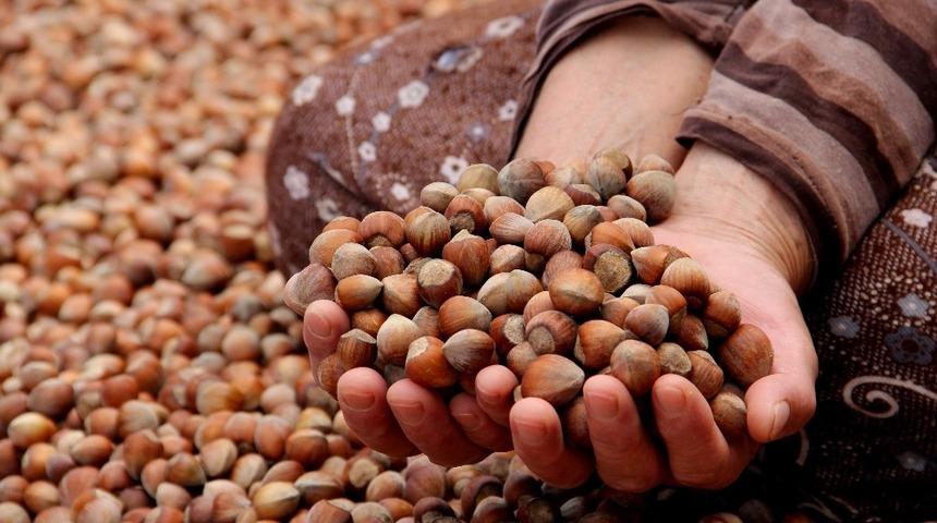 Fındıktan yaklaşık 20 milyar dolar döviz sağladı