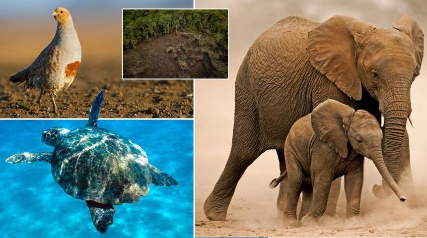 Yaban hayat nüfusundaki tehlikeli azalma