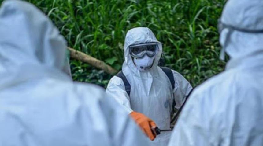 Almanya’da ilk kez Afrika domuz vebasına rastlandı