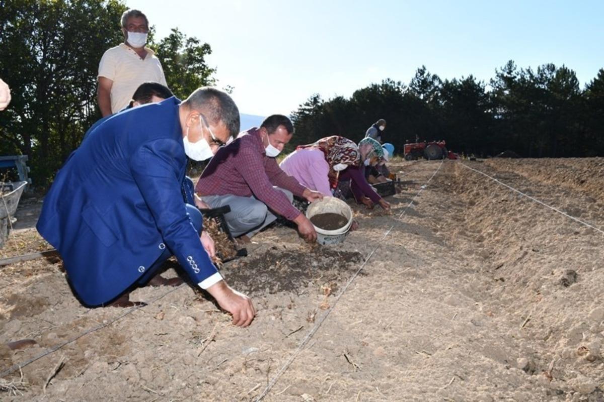 Safran ekimi devam ediyor