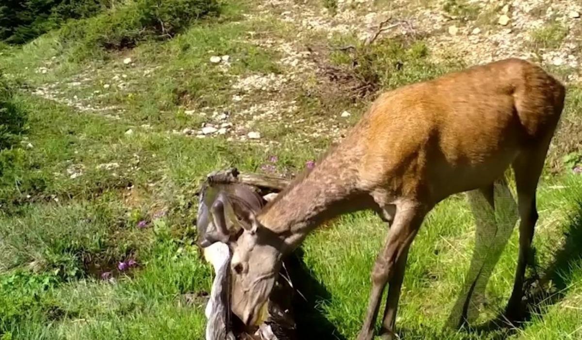 Foto kopanlar Alageyik ve Kızıl Geyikleri g&ouml;r&uuml;nt&uuml;ledi