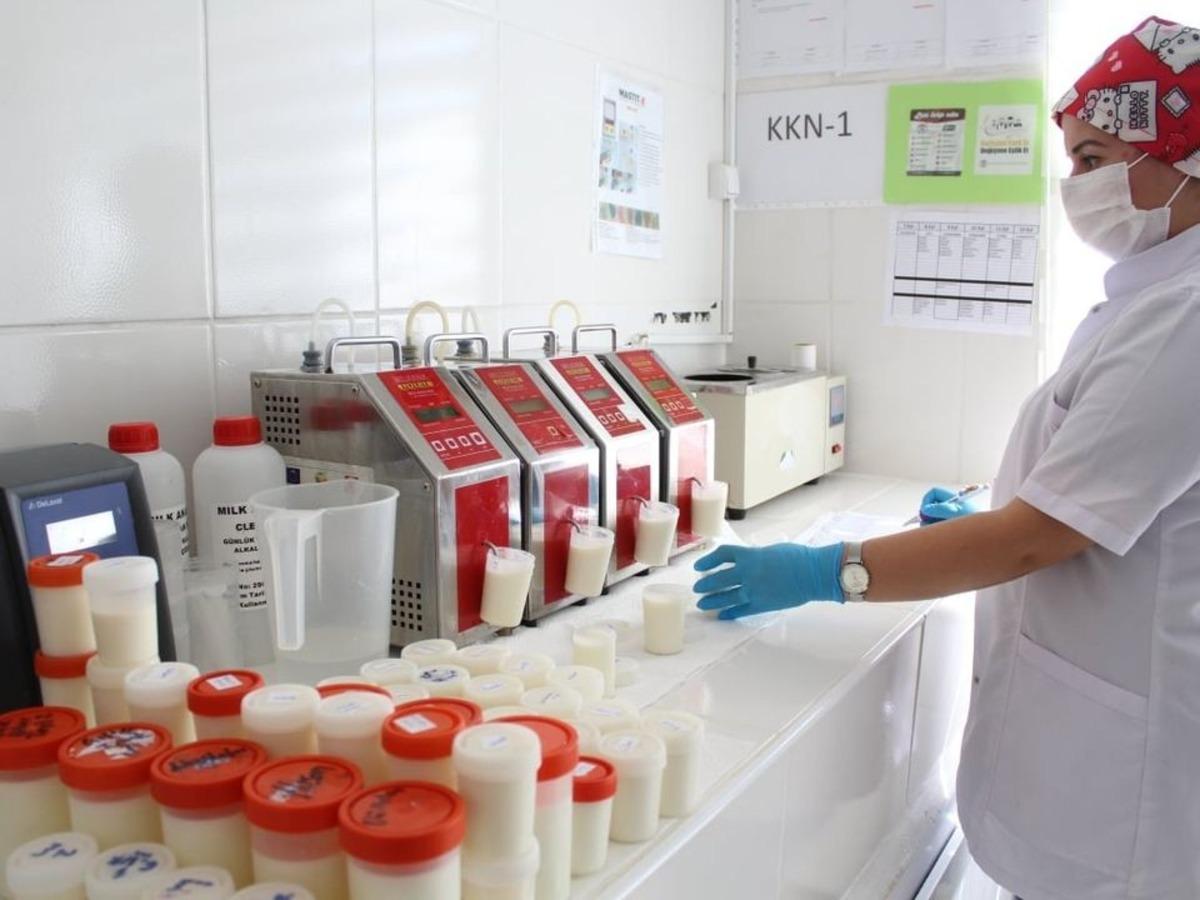 Amasya&rsquo;da g&uuml;nl&uuml;k 60 ton s&uuml;t toplandı