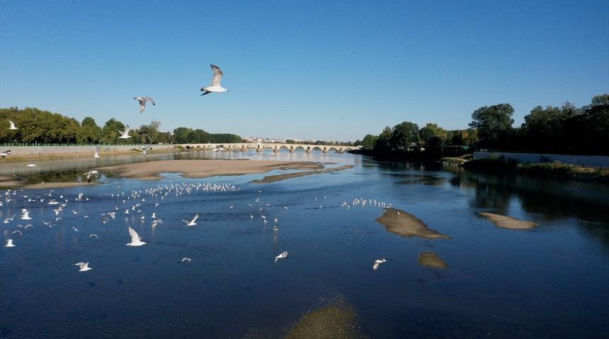 Meriç Nehri martıların evi oldu