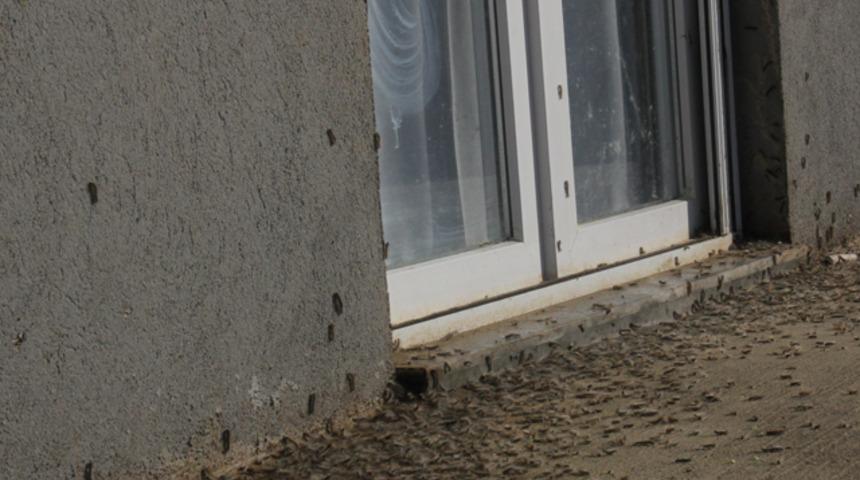 Vatandaşların korkulu rüyası oldu! Vampir kelebekler, patates böceklerinden sonra şimdi de...