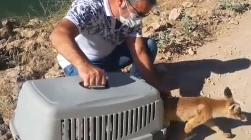 Tedavisi yapılan tilki doğaya salındı