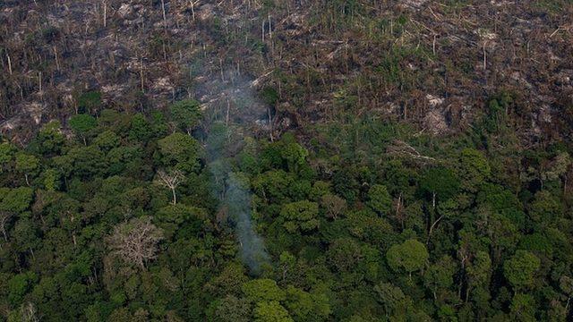 Brezilya Devlet Başkanı Bolsonaro, Amazonlarda ormansızlaşma sürecini hızlandırmakla suçlanıyor.