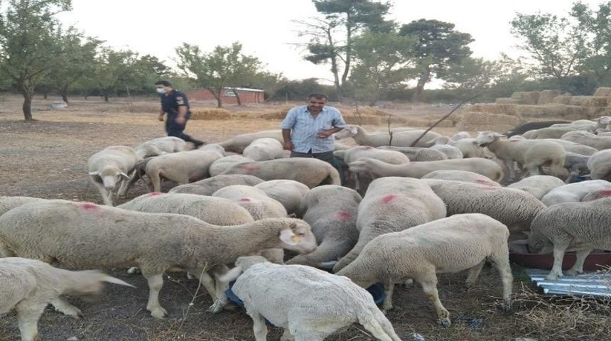 Jandarma kayıp koyunları bularak sahibine teslim etti