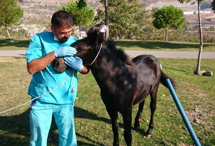 Yavru yılkı atı emin ellerde G1