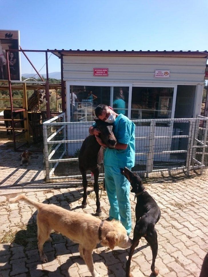 Yavru yılkı atı emin ellerde G3