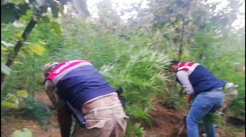 Jandarmanın kenevir operasyonları devam ediyor