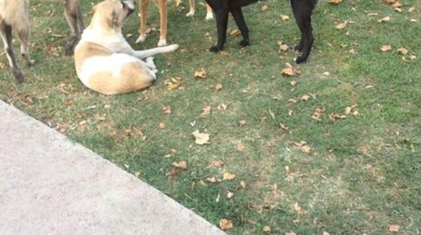 Başıboş gezen k&ouml;pekler vatandaşları tedirgin ediyor