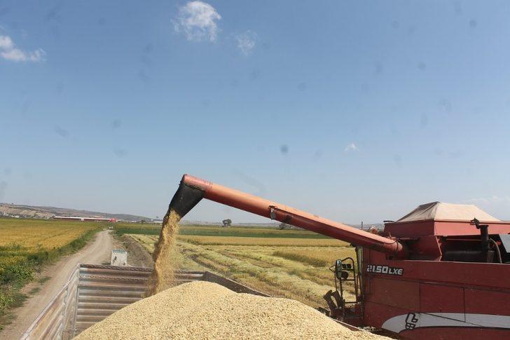 Manyas’ta çeltik hasadına başlandı G2