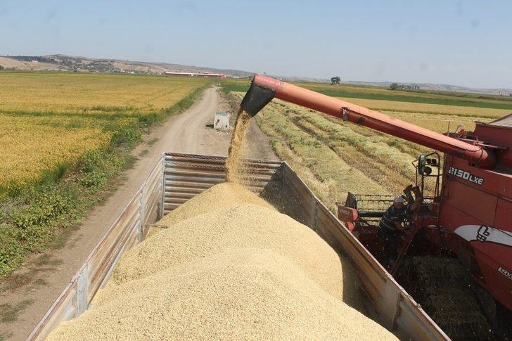 Manyas’ta çeltik hasadına başlandı G3