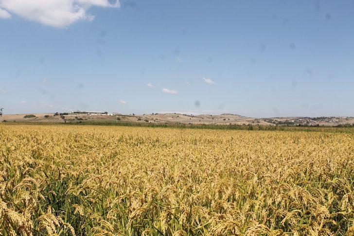 Manyas’ta çeltik hasadına başlandı G4