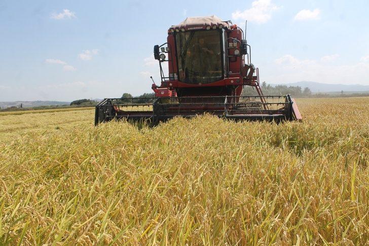 Manyas’ta çeltik hasadına başlandı G5