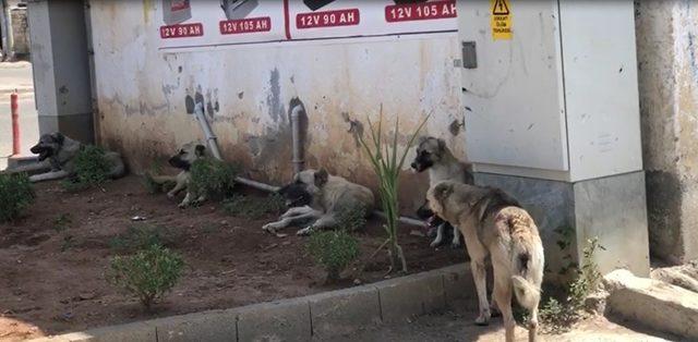 Sokak köpekleri vatandaşları tedirgin ediyor