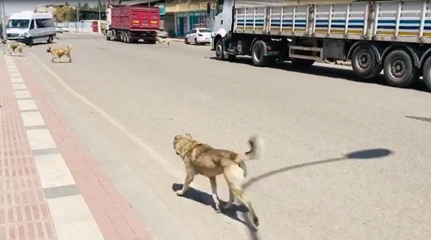 Sokak köpekleri vatandaşları tedirgin ediyor