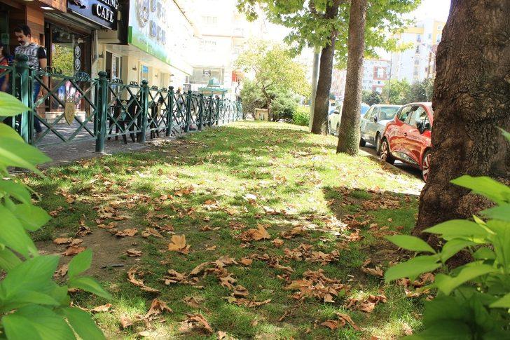 Eskişehir’de sararan ilk yapraklar yere düştü G2