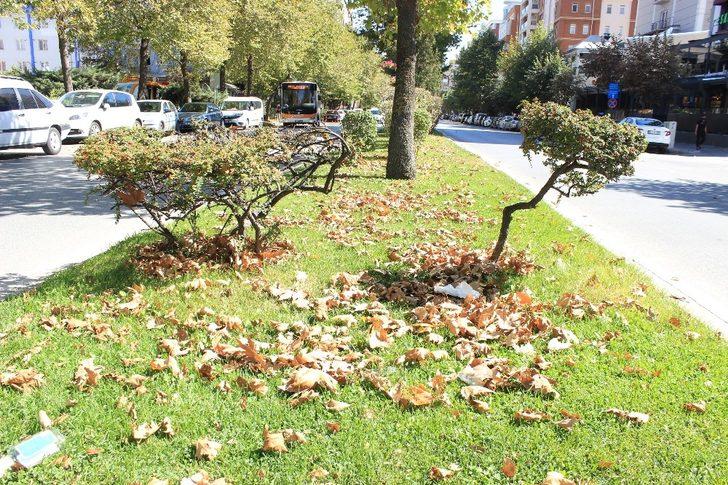 Eskişehir’de sararan ilk yapraklar yere düştü G3