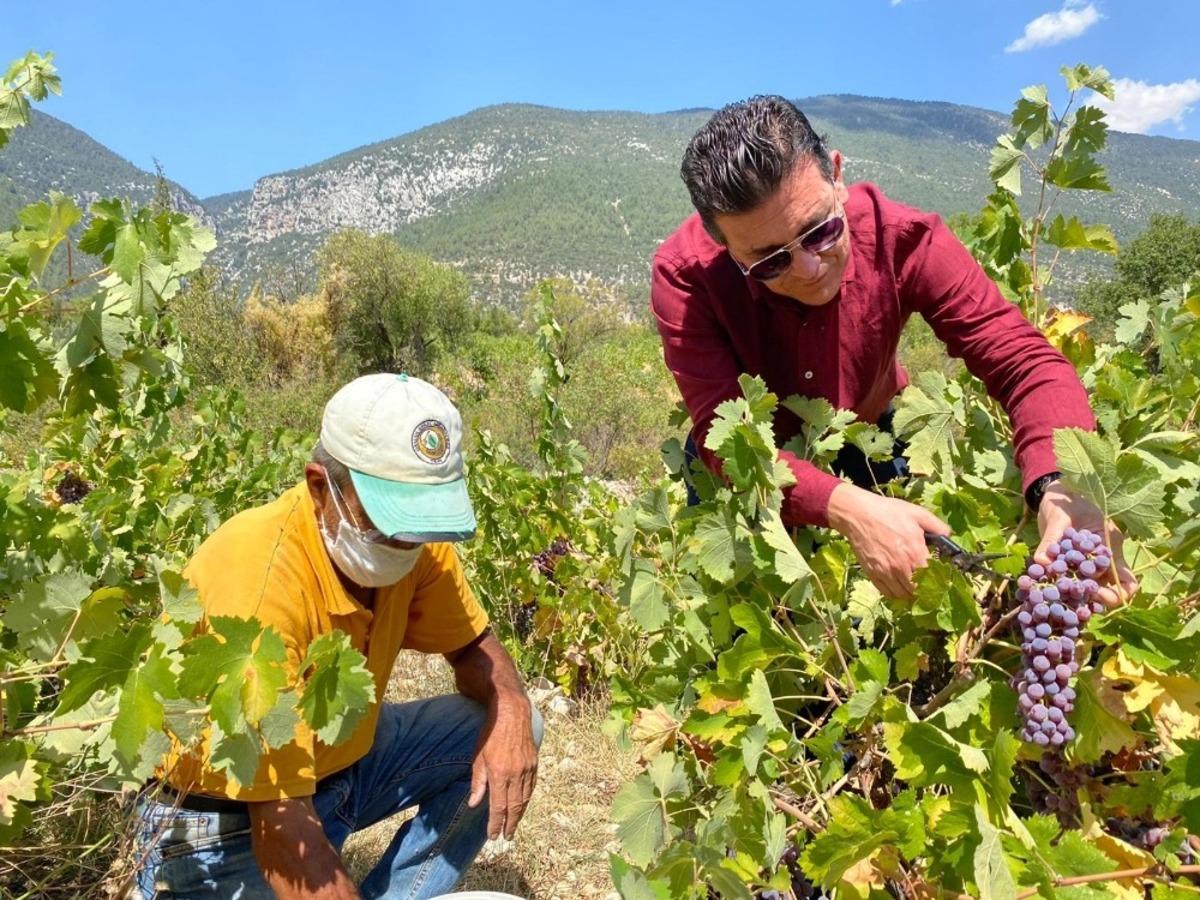 80 yıldır sadece yağmur suyuyla yetişiyor, hasadı 1 ay s&uuml;r&uuml;yor