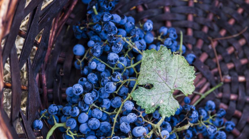 80 yıldır sadece yağmur suyuyla yetişiyor, hasadı 1 ay sürüyor