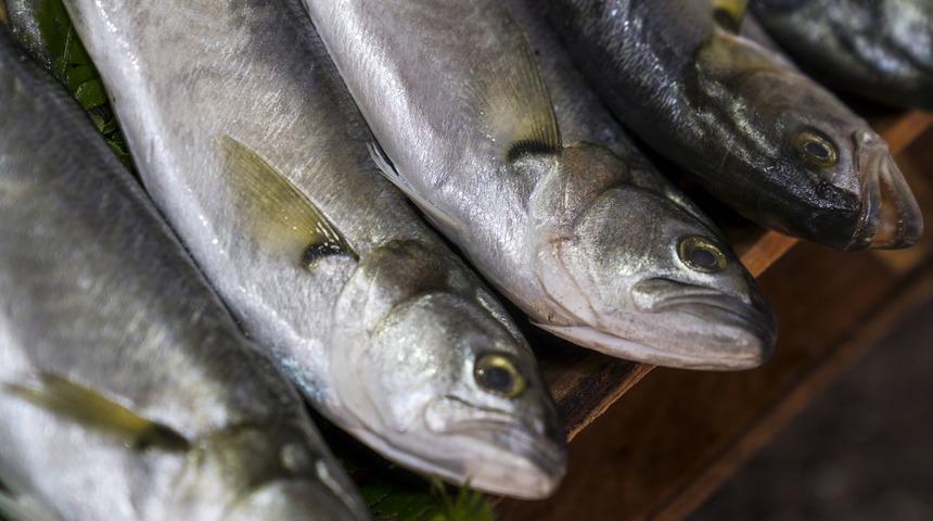 Denizlerin prensi tezgaha düştü! Kilosu 170 lira