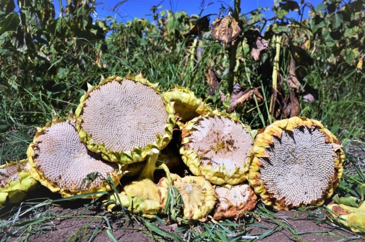 &Ccedil;erezlik  ay&ccedil;i&ccedil;eğinde 250 milyon TL&rsquo;lik gelir hedefi