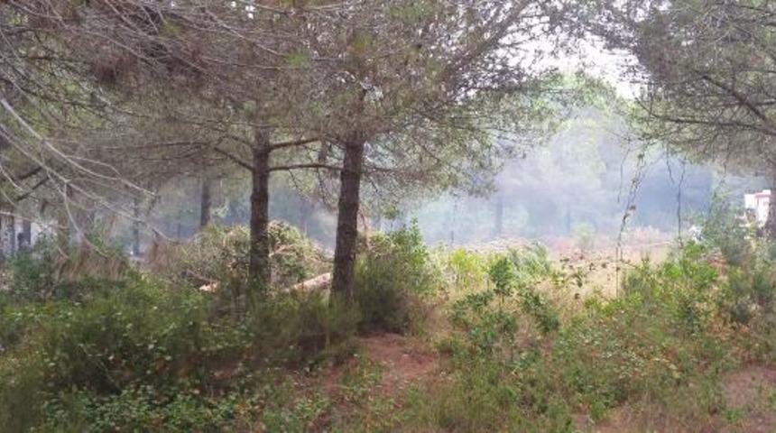 Şile'de orman yangını!