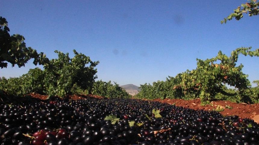 Üzüm para etmeyince kurutmaya başlandı