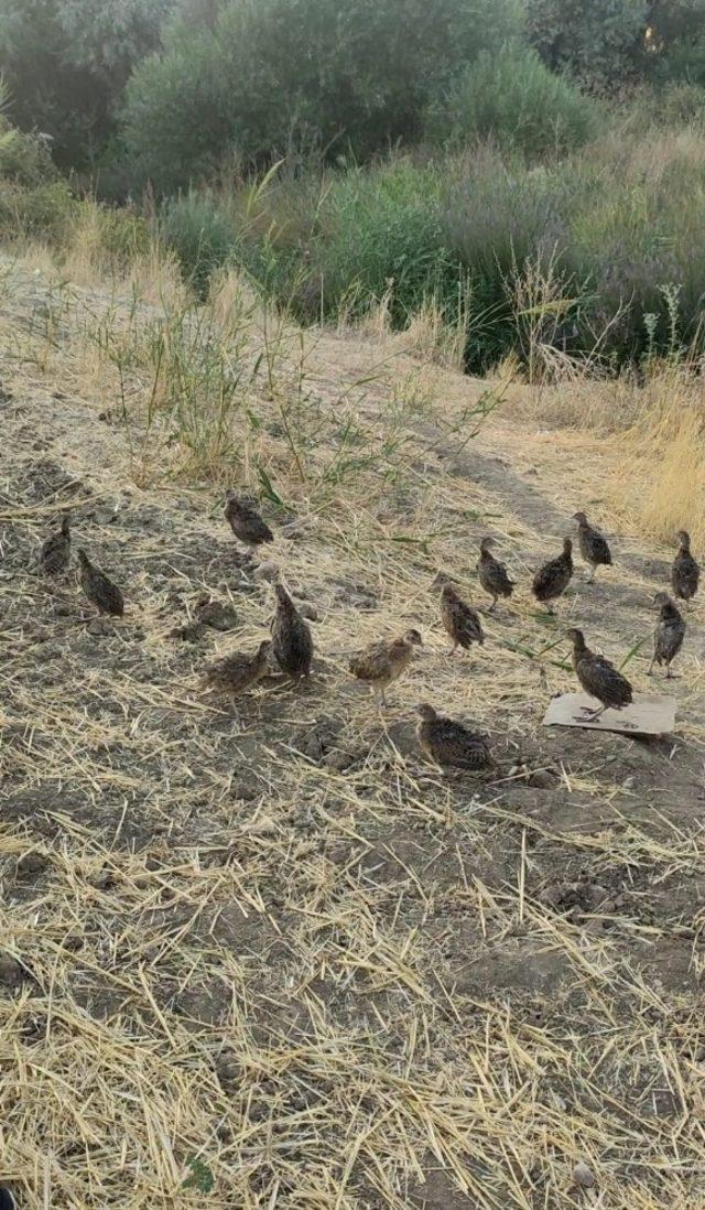 Gercüş’te doğaya 20 sülün bırakıldı