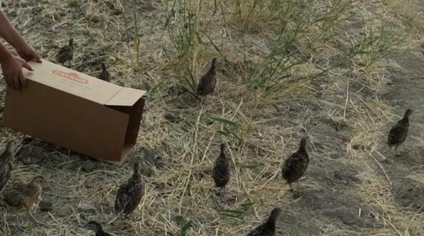 Gerc&uuml;ş&rsquo;te doğaya 20 s&uuml;l&uuml;n bırakıldı