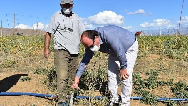 Bayburt’ta Kurt Üzümü bahçesinin kontrolü gerçekleştirildi