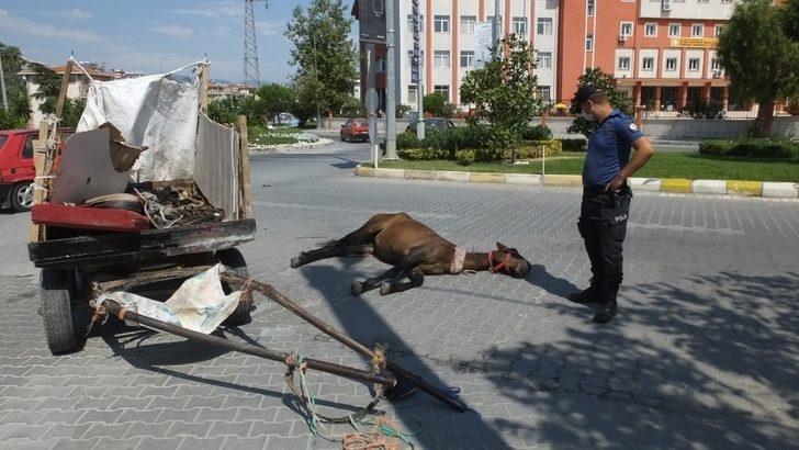 Burhaniye’de meydana gelen kazada yaralanan at uyutuldu G3