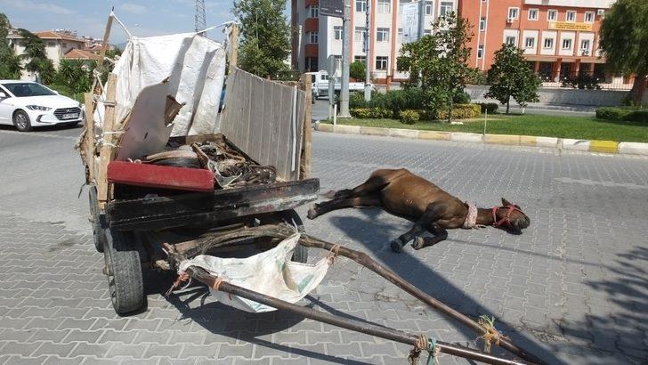 Burhaniye’de meydana gelen kazada yaralanan at uyutuldu G4