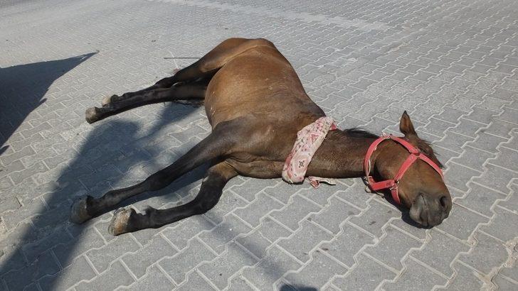 Burhaniye’de meydana gelen kazada yaralanan at uyutuldu G5